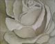 Weisse Rose - Rebekka KÃ¤nel - Ãl auf Leinwand - Blumen-Rosen - Klassisch