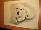 Was guckst Du - Thomas Beschorner - Bleistift auf Papier - Hunde - Impressionismus