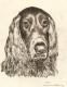 Callie - Thomas Beschorner - Bleistift auf Papier - Hunde - Impressionismus