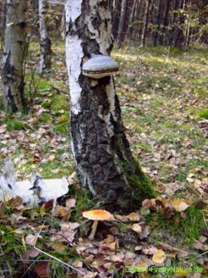 Herbst im Wald - Petra PStarosky -  auf  - Array - 