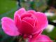 Rose - Petra PStarosky -  auf  - Sonstiges-Rosen-Herbst - 