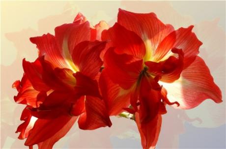 Amaryllis -  Catherina -  auf  - Array - 