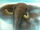 Elephant -  NEPTUN -  auf Leinwand - Sonstiges - 