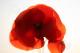 Mohn I - Heiko Gross -  auf  - Sonstiges-Mohn - 