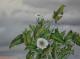 plant and clouds - Uko Post -  auf Holz - Sonstiges-Blumen - 