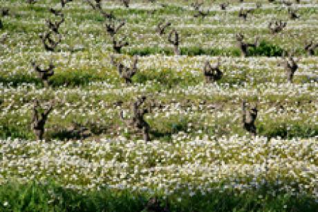 Wine field in spring -  Udo Klein -  auf  - Array - 