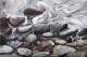 Steine am Ufer - Wolfgang Mueller - Acryl auf Leinwand - Meer-See - Fotorealismus