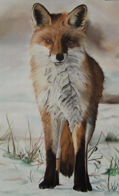 red fox - Erhard Sünder - Array auf  - Array - Array