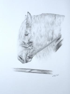 Draft Horse - Sabrina  Thiel - Array auf  -  - 