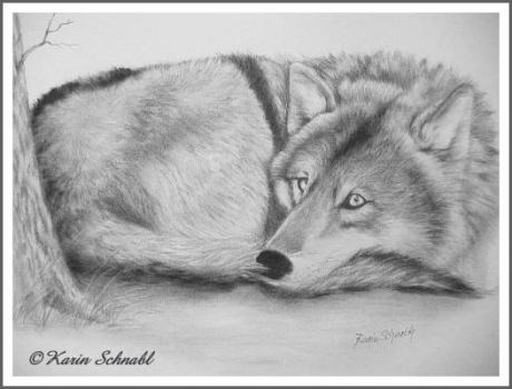 Resting Wolf - Karin Schnabl -  auf  - Array - 