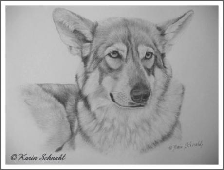 Saarloos Wolfhound LUNA I - Karin Schnabl -  auf  - Array - 
