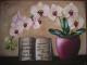 Orchidee mit Widmung - Christin Dahms - Acryl auf Leinwand - Blumen-Stillleben - Naturalismus