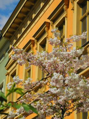 Kirschblütenbaum vor klassizistischer Fassade (2) - Wolfgang Bergter - Array auf Array - Array - 