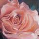 Altrosa Rose - ingrid wenz-gahler -  auf  - Natur - 