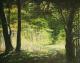 Wald, Insel RÃ¼gen - Heiko Horn - Ãl auf Leinwand - BÃ¤ume-Wald - Impressionismus-Realismus