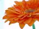 Gerbera - Annett Tropschug -  auf  - Blumen-Harmonie - 