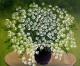 ---BOUQUET WITH WHITE CAMOMILES - Gala Bogiel - Ãl auf Leinwand - Blumen - GegenstÃ¤ndlich-Realismus