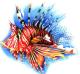 lionfish - Torsten Matthes - Farbstift auf Papier - Fantastisch-Fische - Fotorealismus-Realismus