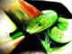 green snake - Torsten Matthes - Bleistift-Farbstift-Tinte-Tusche auf Papier - Fantastisch - Fotorealismus-Realismus