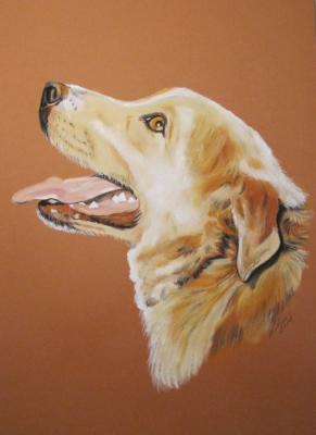 Hund im seilichen Profil, Portrait in Pastell - Gaby Lukas - Array auf Array - Array - 