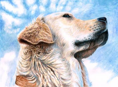 Golden Retriever - Nicole Zeug - Array auf Array - Array - Array