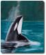 TierART Orca - Askara Jinn - Kreide auf  - Wildtiere-Meer - 