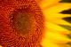 Sonne - Vilma Machado -  auf  - Blumen-Sonne - 