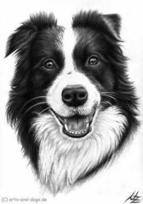 Border Collie - Nicole Zeug - Array auf  - Array - 