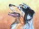 Australian Shepherd - Nicole Zeug - Ãl auf  - Hunde - 