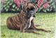 Boxer im Garten - Nicole Zeug - Farbstift auf  - Hunde - 