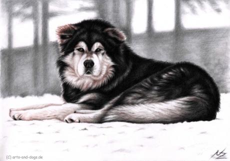 Alaskan Malamute 2 - Nicole Zeug - Array auf  - Array - 