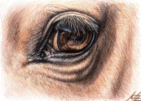 Horse Eyes - Nicole Zeug - Array auf  - Array - 