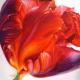Papageientulpe - ingrid wenz-gahler - Acryl auf Leinwand - Blumen - Realismus