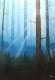 Wald - mike . mairhofer - Acryl auf Leinwand -  - 