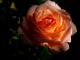 \Rose bei Nacht\--- - Mario Wiltzsch - - auf  - Natur-Stillleben - 