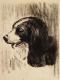 # 119 - edvard walker -  auf  - Hunde - 