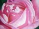 Pink Gartenrose - Susanne Absolon - Acryl auf Leinwand - Rosen - GegenstÃ¤ndlich