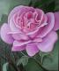 rosa Rose  - Rebekka KÃ¤nel - Ãl auf Leinwand - Blumen-Rosen - Klassisch